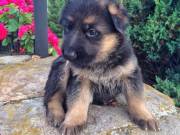 GERMAN SHEPHERD PUPPIES AVAILABLE. MALE AND FEMALE
