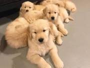 HEALTHY GOLDEN RETRIEVERS FOR SALE