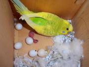 Parrots and parrots eggs for sale.(678) 719-0332