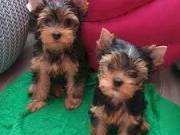 Two Adorable Yorkie puppies 9207865384