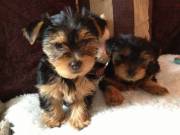 ♥♥♥Two Adorable Teacup YORKIE puppies♥♥♥ (9207865384