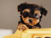 Teacup and toy Yorkie puppies available! (551) 268-0768