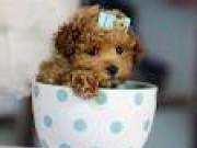  healthy sweets adorable teacup Poodle Puppies For adoptions