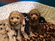  Cute Poodle Puppies  for sale