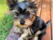 Adorable Baby Yorkie Puppies