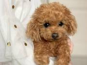 sweet adorable poodle puppy for adoptions