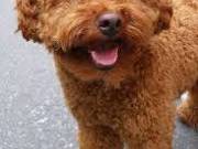 sweet Poodle Puppies for adoption