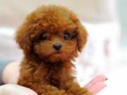 sweet Poodle Puppies for adoption
