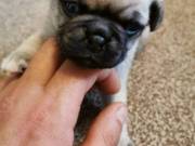 ##Stunning Black,Tan and Fawn Pug Puppies