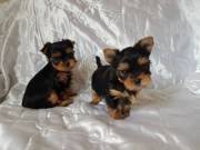 Cute Yorkie Puppies Available (971) 999 0875 for sale 