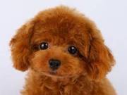 sweet Poodle Puppies for adoption