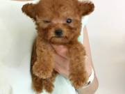 sweet Poodle Puppies for adoption