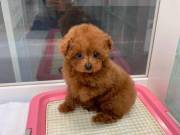 sweet adorable poodle puppy for adoption