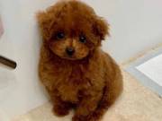 sweet adorable poodle puppy for adoptions