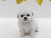 sweet adorable poodle puppy for adoptions