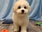 cute Poodle Puppies for adoption
