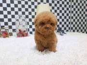 sweet adorable poodle puppy for adoption