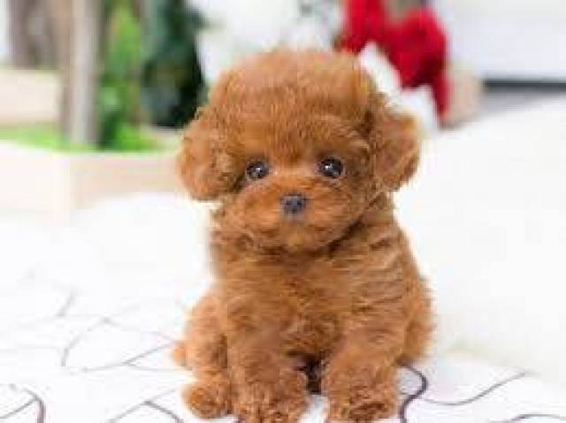 cute Poodle Puppies for adoption - Virginia Beach - Animal, Pet