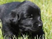 Golden Retriever Pups text us at (601) 864-8717