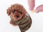   sweet Poodle Puppies for adoption