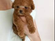  teacup toy cute Poodle Puppies for adoption