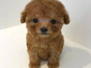 teacup toy cute Poodle Puppies for adoptions