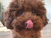  teacup toy cute Poodle Puppies for adoptions