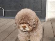    sweet teacup Poodle Puppies for adoption