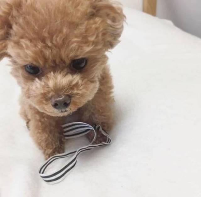 sweet tea cup Poodle Puppies for adoption - Dallas - Állat