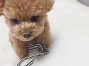  sweet Poodle Puppies for adoption