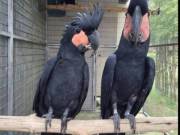 oustanding pair of black palm cockatoos parrots