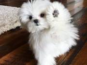 Female Maltese puppy needs a new home