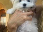 Loving female maltese puppy for adoption to any caring home.