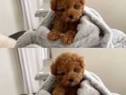sweet adorable toy poodle puppy for adoption