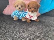 sweet adorable toy poodle puppy for adoptions