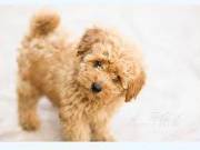  healthy sweets adorable Poodle Puppies For adoptions