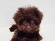 Adorable male and female poodle puppies for adoption