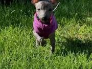 Xoloitzcuintli puppies for sale
