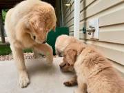 Adorable 10 week old Golden retriever puppies 