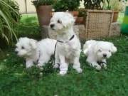 Adorable outstanding Maltese puppies.