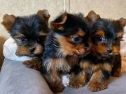 Home raised yorkie puppies for rehoming