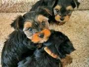 Registered Yorkie Puppies for Adoption.