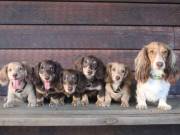 Find Your Forever Friend: Dachshund Puppies for Adoption! 