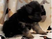 German Shepard Puppies Available for  Adoption