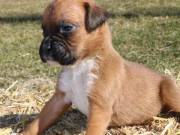 Lovely boxer puppies for adoption