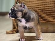 American bully