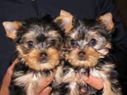 Potty trained teacup yorkie puppies for adoption +1{315}929-5943