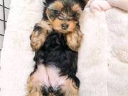 Yorkshire puppies for adoption (762) 529-8196