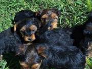 2 Potty trained teacup yorkie puppies for adoption +1{315}929-5943 