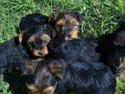 adorable xmas yorkie puppies available on sale +1{315}929-5943.